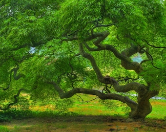 Threadleaf Japanese Maple Tree in Summer Fine Art Landscape Photograph Green Zen Home Decor Tree of Life Nature 16X24 Art Print