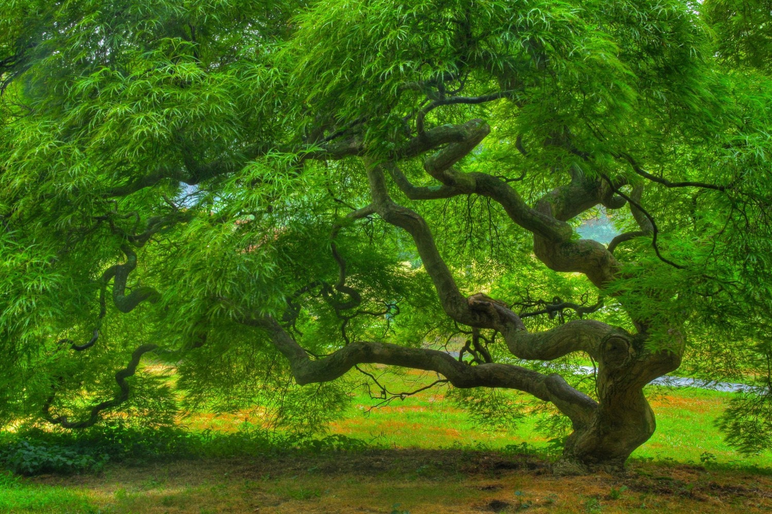 Image of Japanese maple tree in summer
