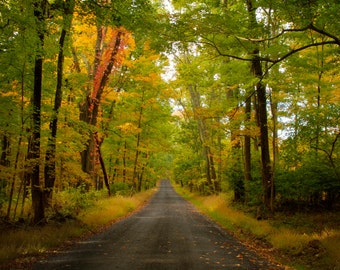 Autumn Road Landscape Photograph Fall Foliage Bucks County Pennsylvania Woods Forest Green Yellow Gold Trees Tory Road Nature Photography