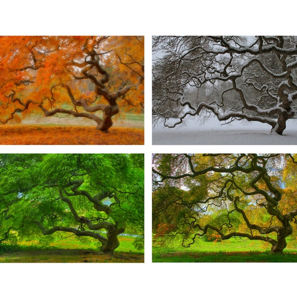 Ensemble d'impression de photographies d'arbre d'érable japonais des quatre saisons, arbre de vie Zen automne hiver printemps été, photographie de nature paisible à prix réduit
