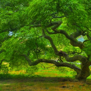 Japanese Maple Tree in Four Seasons Nature Photography 5X7 Print Set Tree of Life Autumn Winter Spring Summer Zen Home Decor Photography image 5