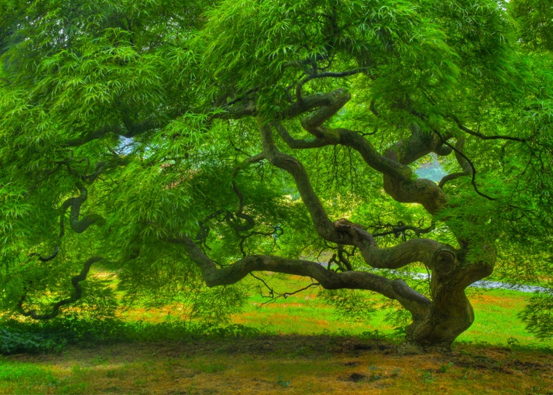 Japanese Maple Tree in Four Seasons Nature Photography 5X7 Print Set Tree of Life Autumn Winter Spring Summer Zen Home Decor Photography image 5