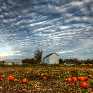 May include: A field of pumpkins under a cloudy sky. The pumpkins are orange and scattered across the field. There is a white barn in the background.