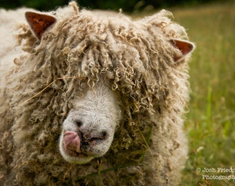 Sheep Photograph Sheep face Sheep with Tongue Animal Photography Farm Animal Farm Photo Bad Hair Day Funny Animal Photograph Farm Art