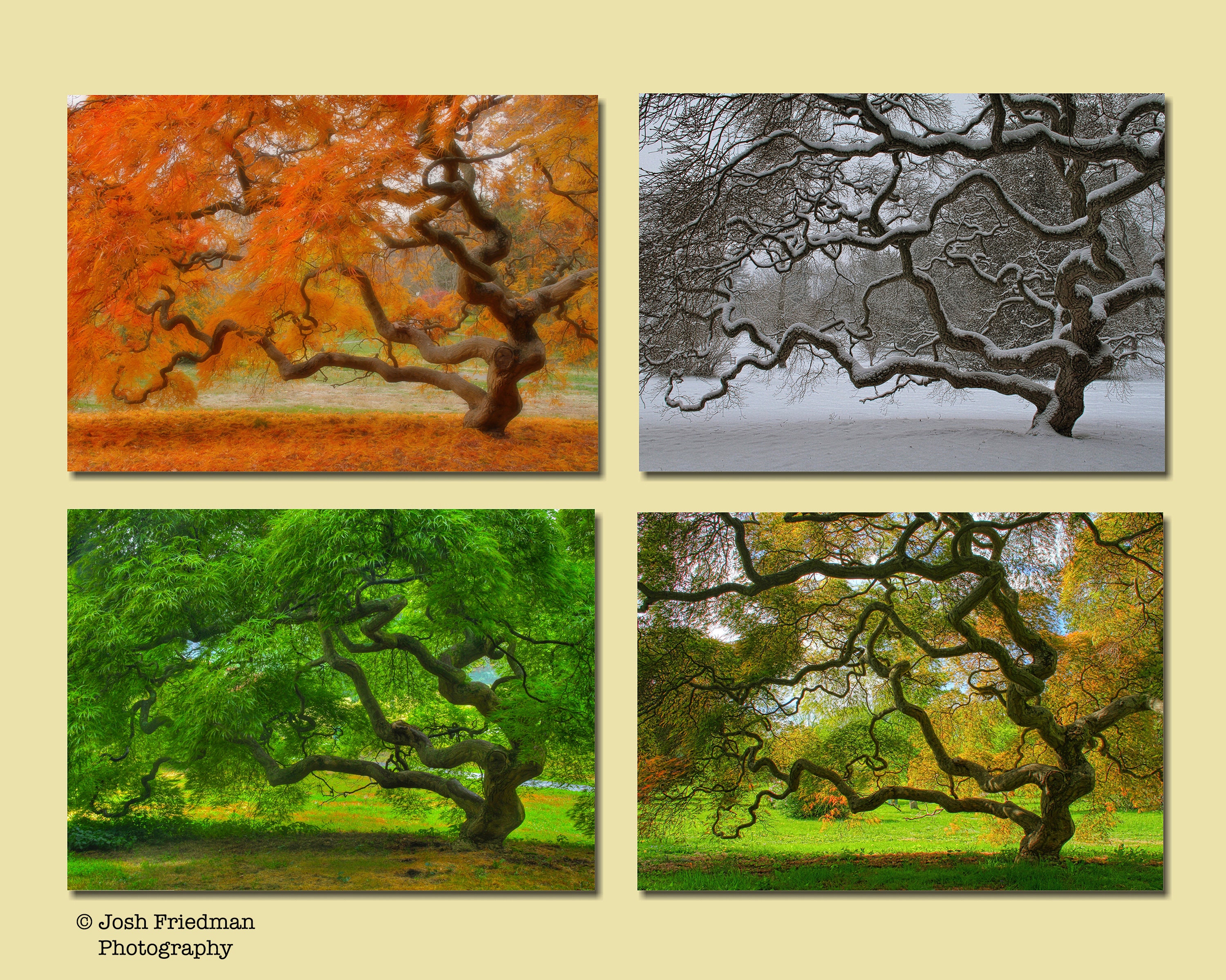 Japanese Maple Tree Landscape Photography Four Seasons Print