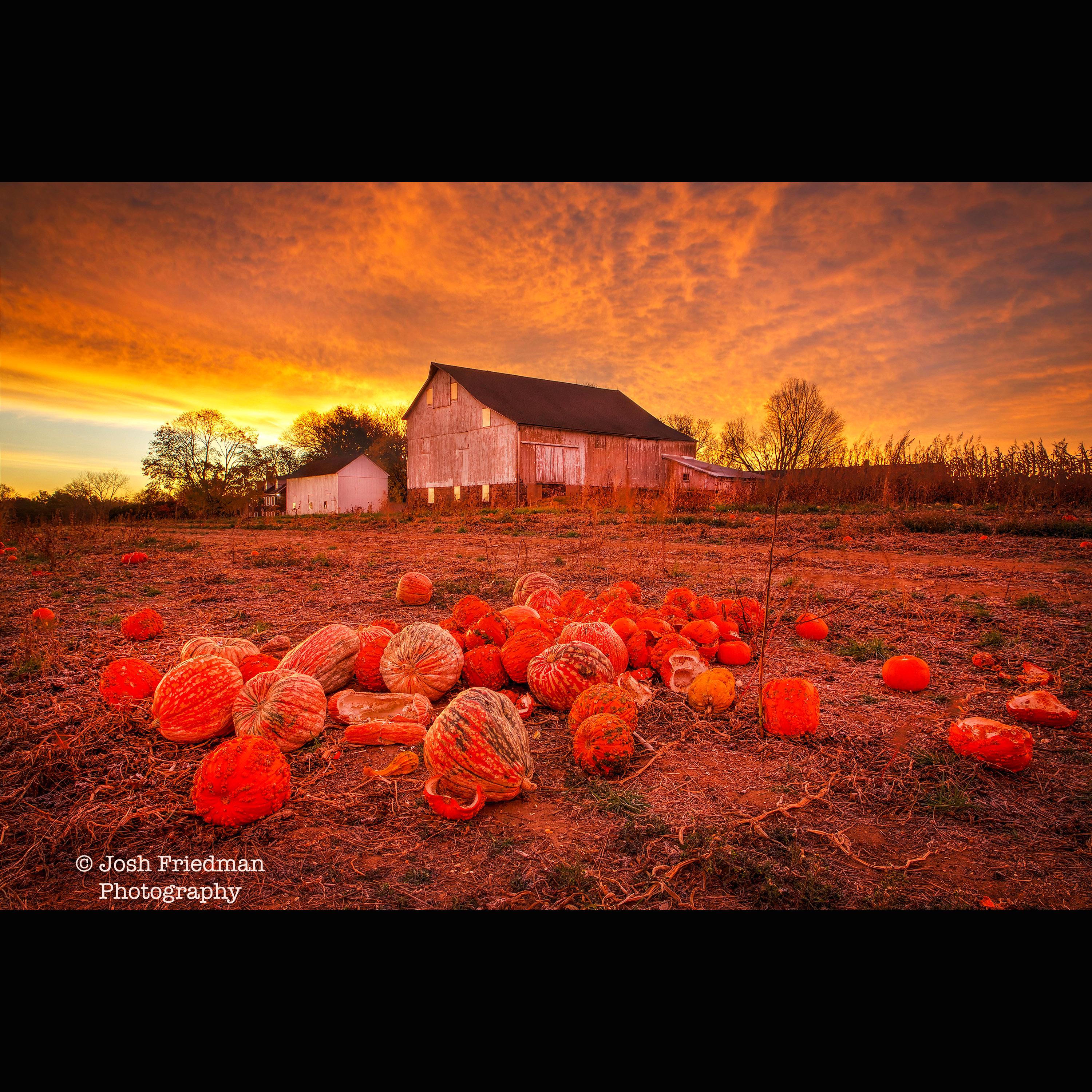 Patterson Farm Autumn Sunrise Photograph Pumpkins Yardley Bucks