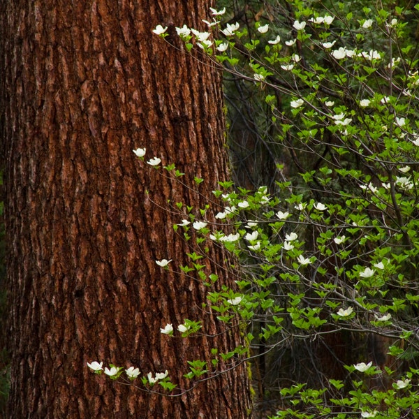 Dogwoods and Incense Cedar Tree, Nature Photography, Yosemite National Park, Forest, Spring, Green, Brown, Woodland, Flowers, Zen Print