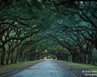 Wormsloe Plantation Photograph Oak Trees Spanish Moss Savannah Georgia Landscape Photography Wormsloe Historic Site Oak Avenue Driveway