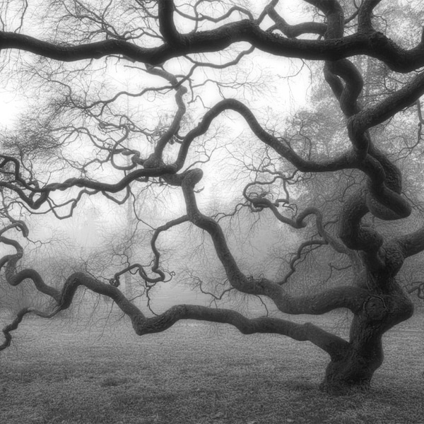 Winter Japanese Maple Tree Fog Black and White Photograph Nature Mist Landscape Photography Threadleaf Zen Old Tree Branches Monochrome