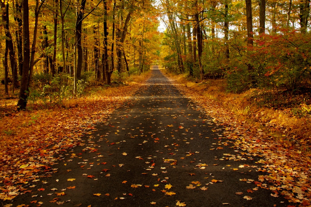 October Road, Landscape Photograph, Autumn Color, Fall Foliage, Yellow ...