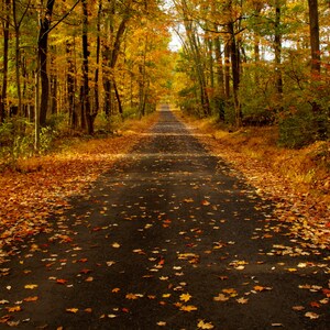 October Road, Landscape Photograph, Autumn Color, Fall Foliage, Yellow, Gold, Rust, Trees, Woodland, Zen, Home Decor, Art Print