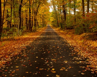 October Road, Landscape Photograph, Autumn Color, Fall Foliage, Yellow, Gold, Rust, Trees, Woodland, Zen, Home Decor, Art Print