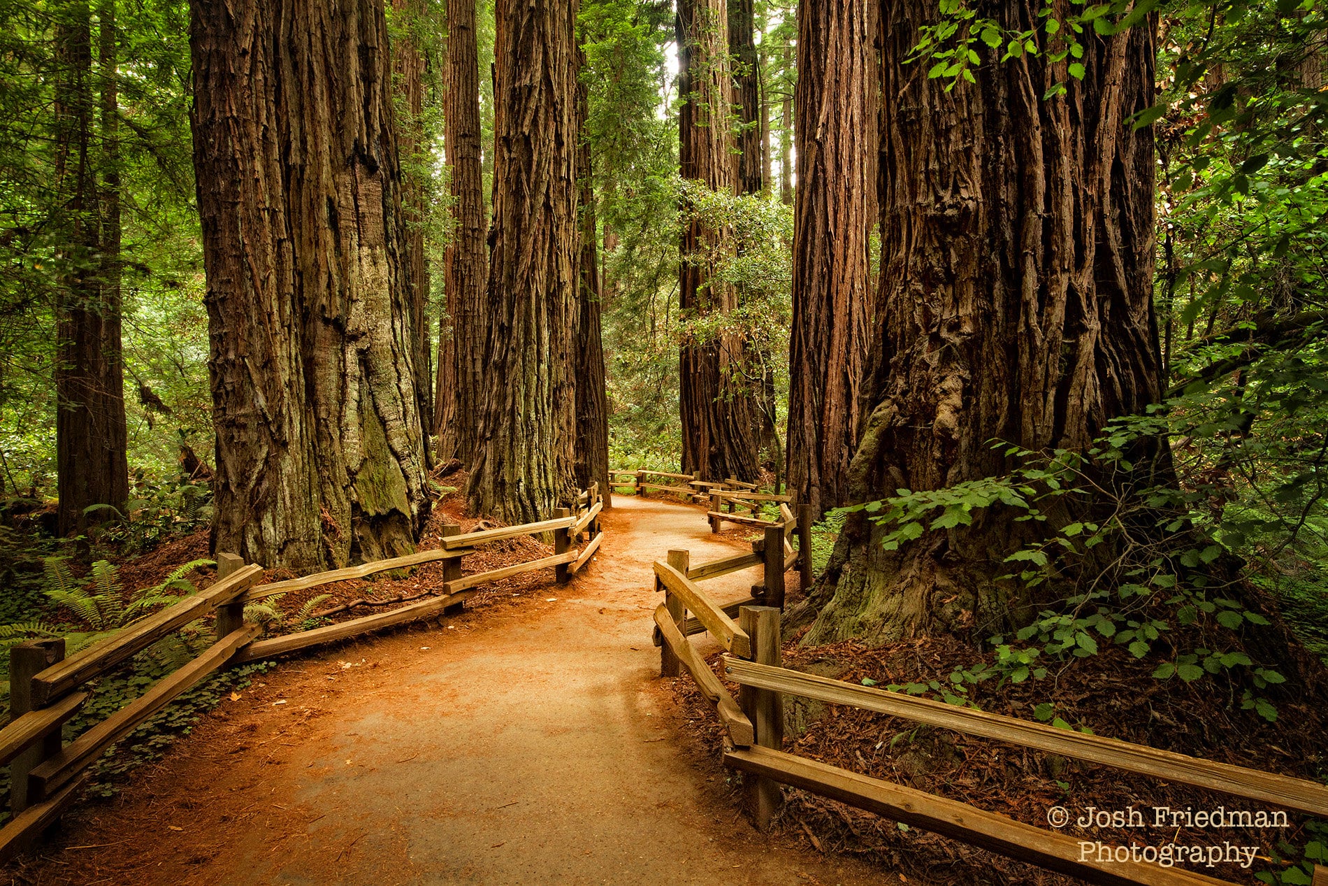 Guardians of Time: Muir Woods and the Enduring Spirit of the Ancient Redwoods