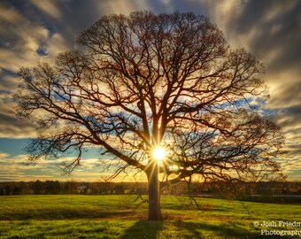 Old Tree and Sunrise Nature Photograph Autumn Branches Grass Field Landscape Photography Yardley Bucks County Pennsylvania Sun Sunburst