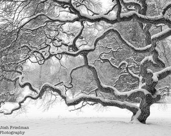 Japanese Maple Tree Winter Snow Black and White Photograph Branches Nature Photography Monochrome Old Threadleaf Tree of Life Landscape Zen