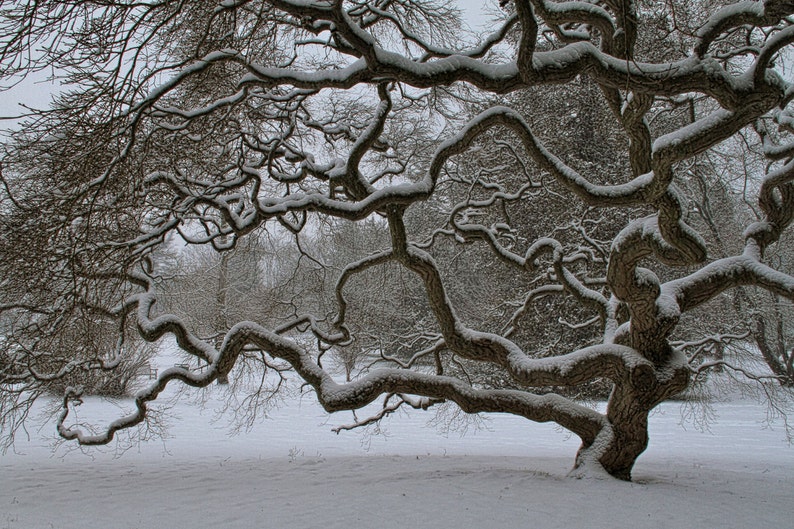 Arbre Avec La Photographie De Neige Arbre Dhiver Photographie Etsy Arbre Avec La Photographie De Neige Arbre Dhiver Photographie Etsy