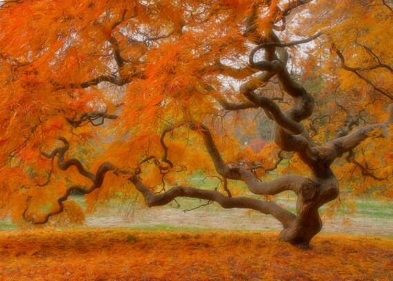 「Between Maple and Chestnut」写真集 1,000部限定 希少!!!写真集【Between Maple and Chestnut