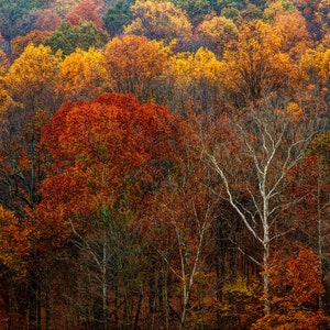 Autumn Hills Photograph Fall Foliage Trees Mountain Bucks County Landscape Photograph Leaves Rust Gold Yellow Print