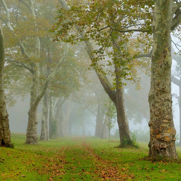 Washington Crossing Historic Park Fotografía de paisaje otoñal Fotografía de naturaleza de niebla Árboles de sicómoro Follaje de otoño Condado de Bucks Pensilvania