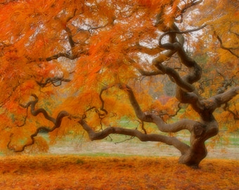 「Between Maple and Chestnut」写真集 1,000部限定 希少!!!写真集【Between Maple and Chestnut