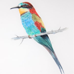 May include: Watercolor painting of a colorful bird perched on a branch. The bird has a red head, yellow throat, blue chest, and green and blue wings. The bird's long tail is a deep teal color. The artwork is signed in the bottom right corner.
