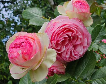 Eden 85 (Pierre de Ronsard) Rosa escaladora