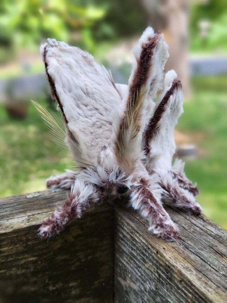 Poodle Moth Soft Sculpture Faux Taxidermy Plush Textile Etsy