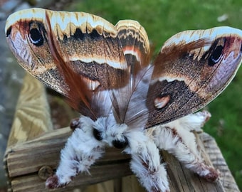 Handmade Cepcropia Moth Soft Sculpture , entomolgy art, plush figure
