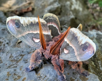 Cepcropia Moth soft sculpture, entomology, insect faux taxidermy figure, OOAK