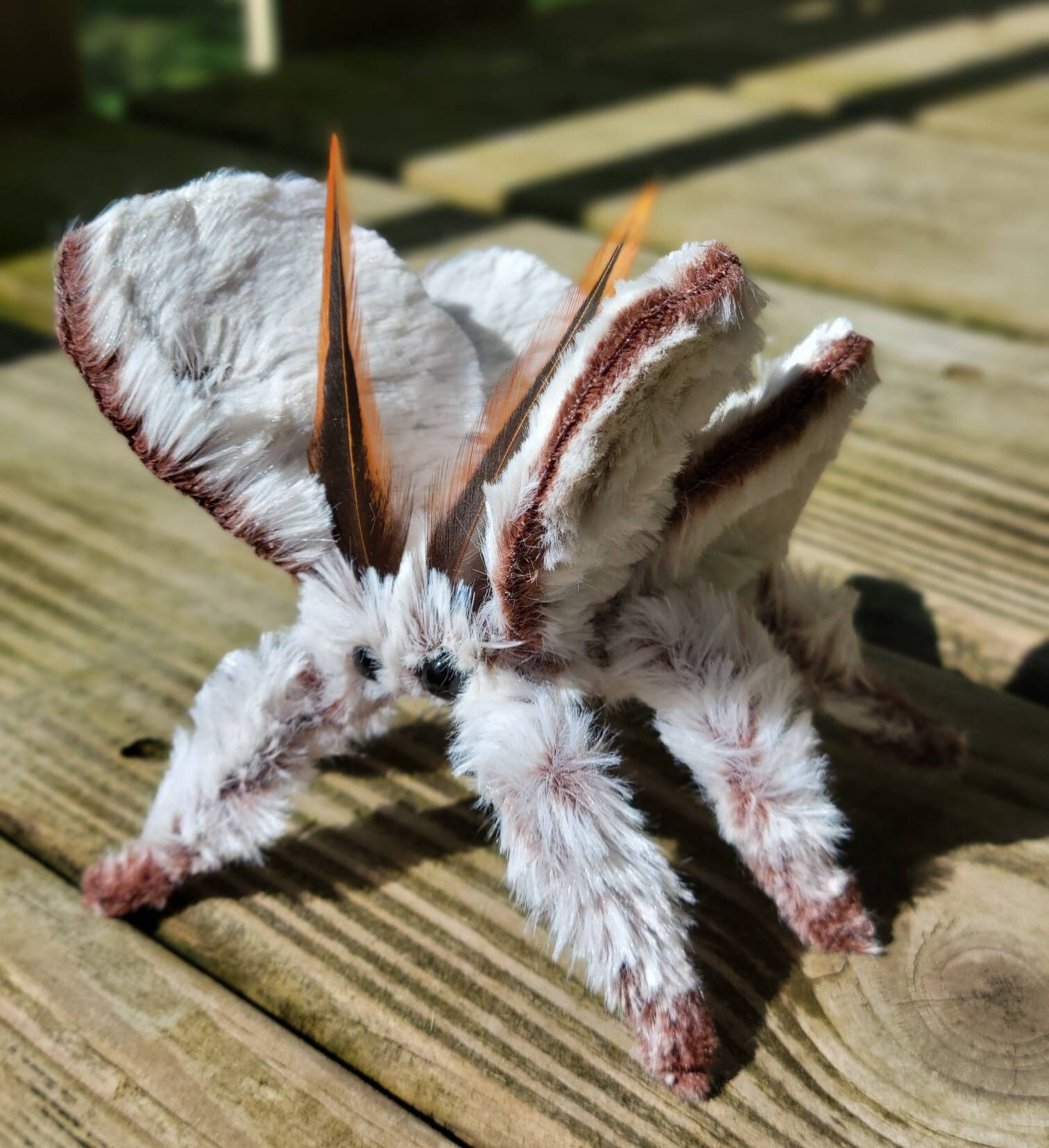 Sculpture douce de papillon de nuit de caniche, fausse taxidermie, peluche,  art textile, ooak, poupée de papillon de nuit, entomologie, cadeau -   France