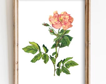 Rosarote Blüte Kunstdruck