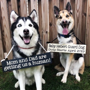 Pu&ograve; includere: Due cani, un husky bianco e nero e un pastore tedesco marrone e bianco, sono seduti davanti a una recinzione di legno. L'husky tiene un cartello che dice "Mamma e pap&agrave; ci stanno cercando un umano!" Il pastore tedesco tiene un cartello che dice "Baby Hebert Guard Dog Duty Starts April 2019".