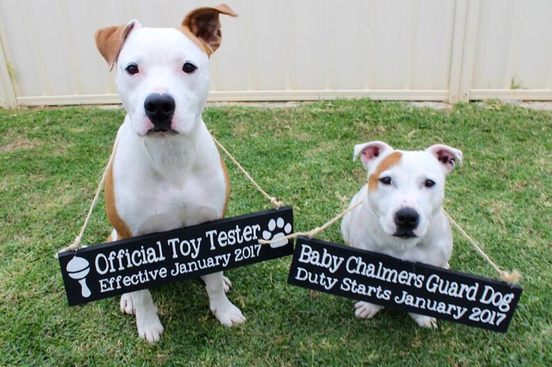 Pu&ograve; includere: Due cani bianchi e marroni con cartelli neri appesi al collo. Il cartello sul cane a sinistra recita "Official Toy Tester Effective January 2017" con un'icona di sonaglio. Il cartello sul cane a destra recita "Baby Chalmers Guard Dog Duty Starts January 2017".
