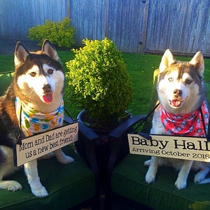 Pu&ograve; includere: Due Husky siberiani neri e bianchi con bandana sono seduti su sedie verdi con cartelli che annunciano l'arrivo di un nuovo bambino. Il cartello a sinistra dice "Mamma e pap&agrave; ci stanno prendendo un nuovo migliore amico!" Il cartello a destra dice "Baby Hall Arrivo nell'ottobre 2015!"