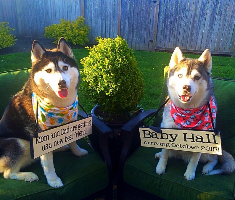 Pu&ograve; includere: Due Husky siberiani neri e bianchi con bandana sono seduti su sedie verdi con cartelli che annunciano l'arrivo di un nuovo bambino. Il cartello a sinistra dice "Mamma e pap&agrave; ci stanno prendendo un nuovo migliore amico!" Il cartello a destra dice "Baby Hall Arrivo nell'ottobre 2015!"