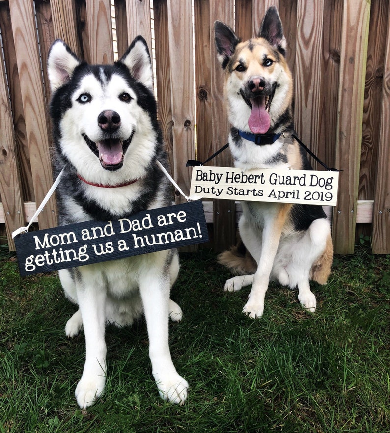 Pu&ograve; includere: Due cani, un husky bianco e nero e un pastore tedesco marrone e bianco, sono seduti davanti a una recinzione di legno. L'husky tiene un cartello che dice "Mamma e pap&agrave; ci stanno cercando un umano!" Il pastore tedesco tiene un cartello che dice "Baby Hebert Guard Dog Duty Starts April 2019".