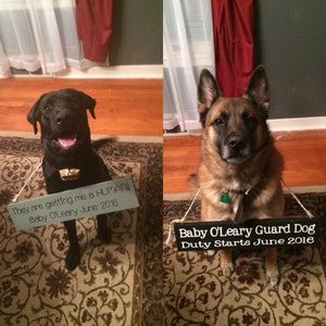 Pu&ograve; includere: Due cani, un Labrador Retriever nero e un Pastore Tedesco, tengono cartelli che annunciano l'arrivo di un nuovo bambino umano. Il cartello del Labrador recita "They are getting me a HUMAN! Baby O'Leary June 2016". Il cartello del Pastore Tedesco recita "Baby O'Leary Guard Dog Duty Starts June 2016".