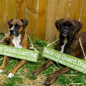 Pu&ograve; includere: Due boxer marroni e neri con cartelli verdi che recitano "Baby Chokshi Guard Dog Duty Begins June 2014" e "Back-up Guard Dog (and Official Baby Food Tester)".
