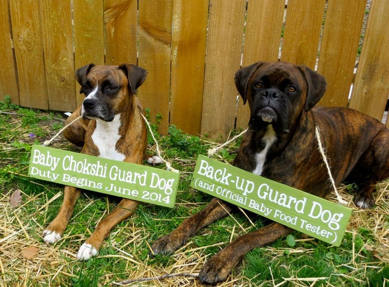 Pu&ograve; includere: Due boxer marroni e neri con cartelli verdi che recitano "Baby Chokshi Guard Dog Duty Begins June 2014" e "Back-up Guard Dog (and Official Baby Food Tester)".