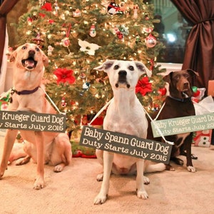 Pu&ograve; includere: Tre cani, un labrador giallo, un pitbull bianco e un labrador marrone, sono seduti davanti a un albero di Natale. Ogni cane tiene un cartello che dice "Baby [nome del cane] Guard Dog, Duty Starts July 2016".