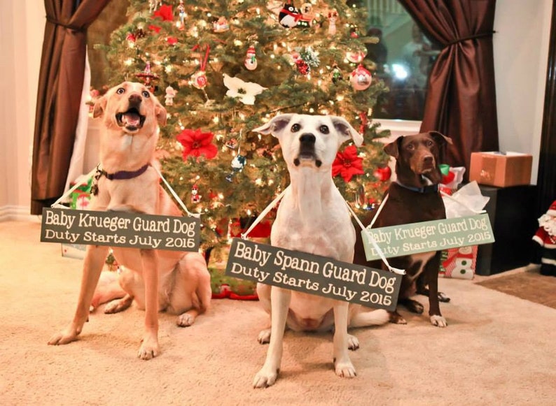 Pu&ograve; includere: Tre cani, un labrador giallo, un pitbull bianco e un labrador marrone, sono seduti davanti a un albero di Natale. Ogni cane tiene un cartello che dice "Baby [nome del cane] Guard Dog, Duty Starts July 2016".