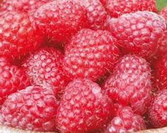 Perfume Berry Sweet de 5 ml con notas de pastel de vainilla, frambuesa, galletas de azúcar y almizcle de Lou Lou's Soaps, Scrubs, & Scents