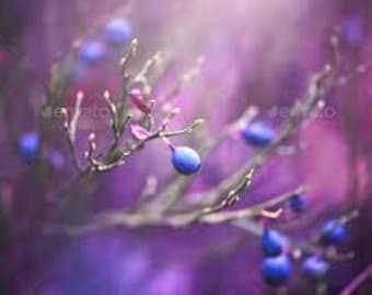 Aceite perfumado Berry Pickin' In The Rain de 5 ml de Lou Lou's Soaps, Scrubs, & Scents