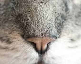 Kitten Kisses 5ml Perfume Oil From Lou Lou's Soaps, Scrubs, & Scents