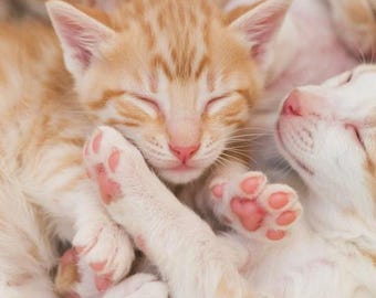 Aceite perfumado Pink Toe Beans (5 ml) de Lou Lou's Soaps Scrubs And Scents