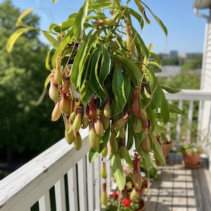 May include: A hanging pitcher plant with long, green leaves and numerous pitcher-shaped traps. The plant is suspended from a wire and has a mix of green and reddish-brown pitchers. The background includes a white railing and other potted plants.