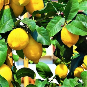 May include: Close-up of a lemon tree with bright yellow lemons and vibrant green leaves. The lemons are ripe and ready for harvest, contrasting with the lush foliage. The image captures the freshness of the fruit and the tree's natural beauty.
