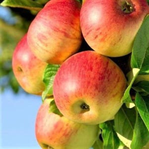 2 live HONEYCRISP apple trees 2 ft tall live tree plant red Fruit