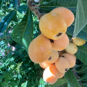 3gallon Loquat tree 3 feet tall tree Live Tree Fruit