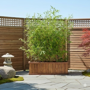 May include: A rectangular wooden planter filled with lush green bamboo. The planter is made of stained wood and sits on a stone patio. A wooden fence and a Japanese stone lantern are in the background.
